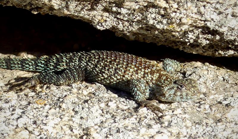 Granite Spiny Lizard (Sceloporus orcutti)