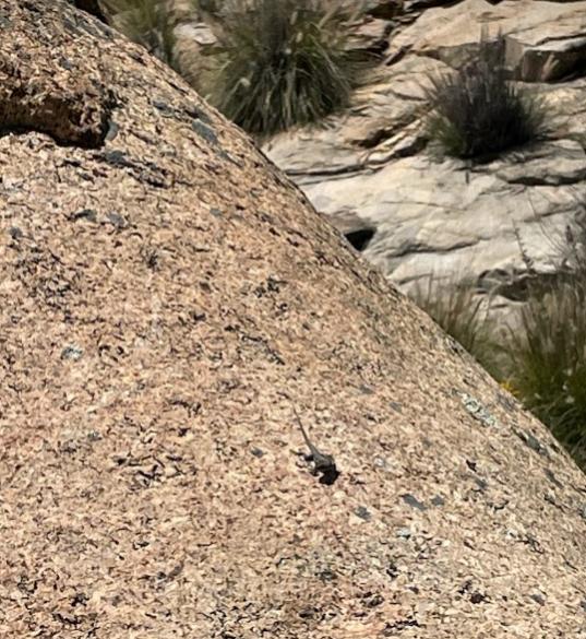 Black-tailed Brush Lizard (Urosaurus nigricaudus)