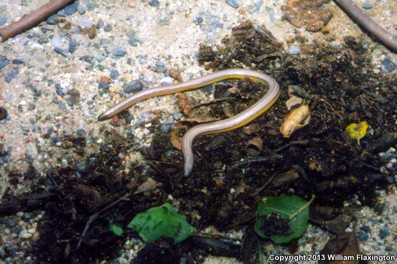 California Legless Lizard (Anniella pulchra)