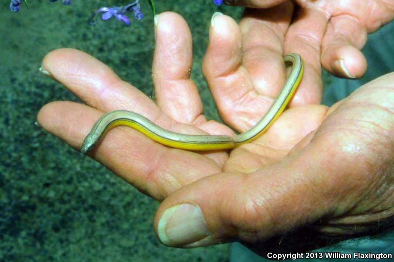 California Legless Lizard (Anniella pulchra)