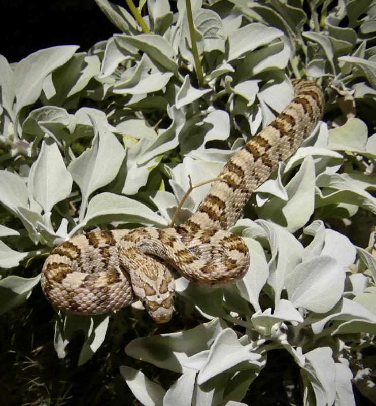 Baja California Lyresnake (Trimorphodon biscutatus lyrophanes)