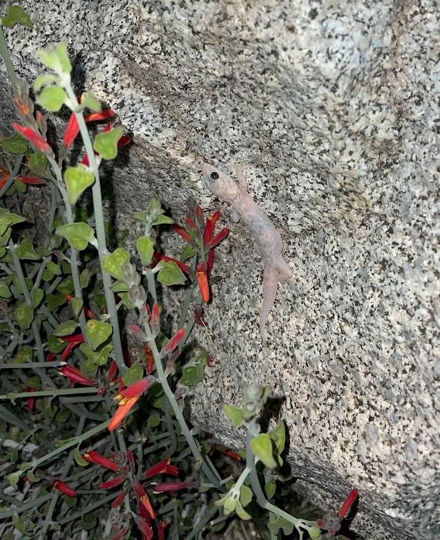 Peninsula Leaf-toed Gecko (Phyllodactylus nocticolus nocticolus)