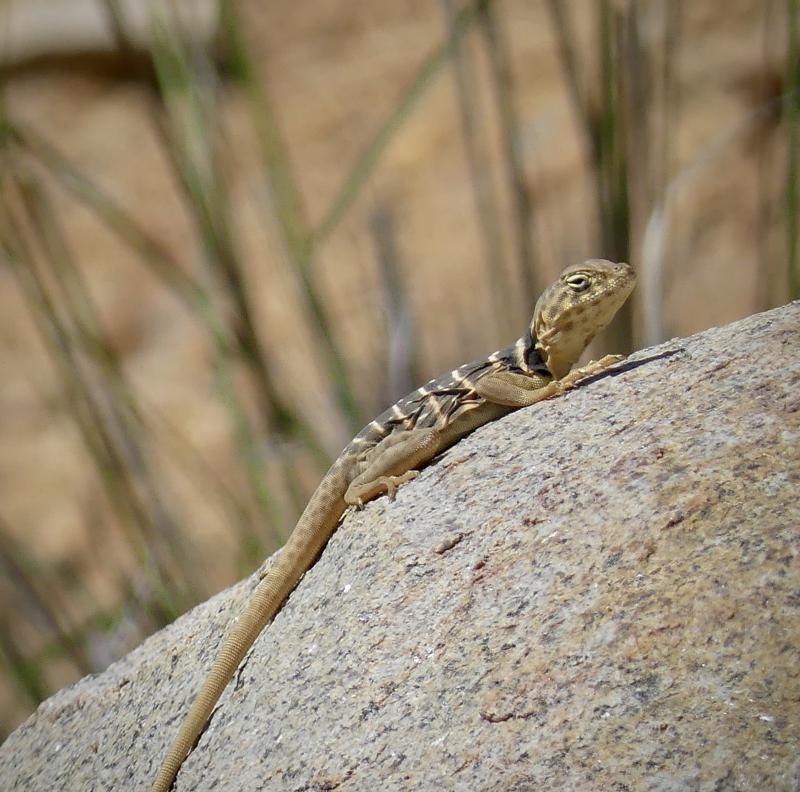 Baja California Collared Lizard (Crotaphytus vestigium)