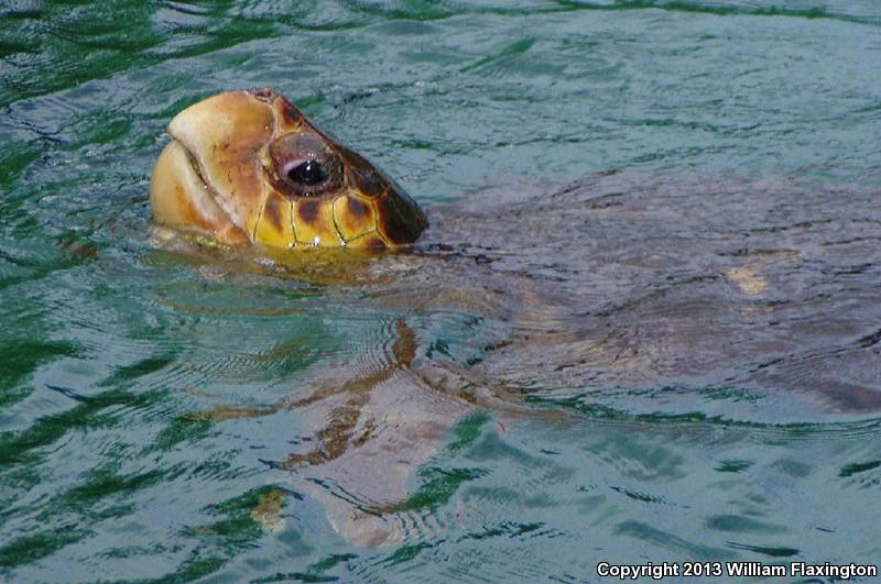 Loggerhead Sea Turtle (Caretta caretta)