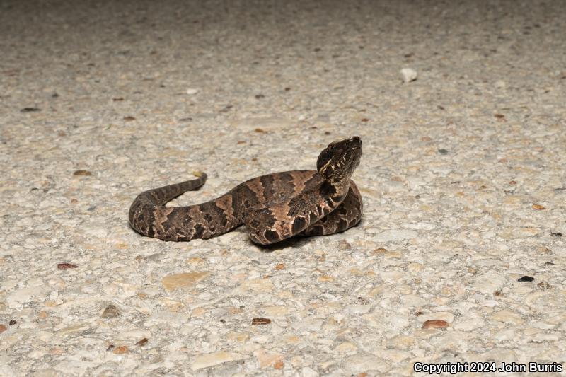 Western Cottonmouth (Agkistrodon piscivorus leucostoma)