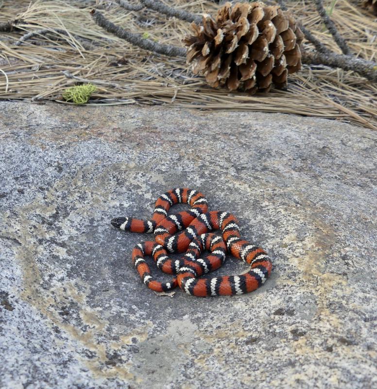 San Diego Mountain Kingsnake (Lampropeltis zonata pulchra)