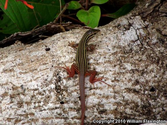 Yucatán Whiptail (Aspidoscelis angusticeps)