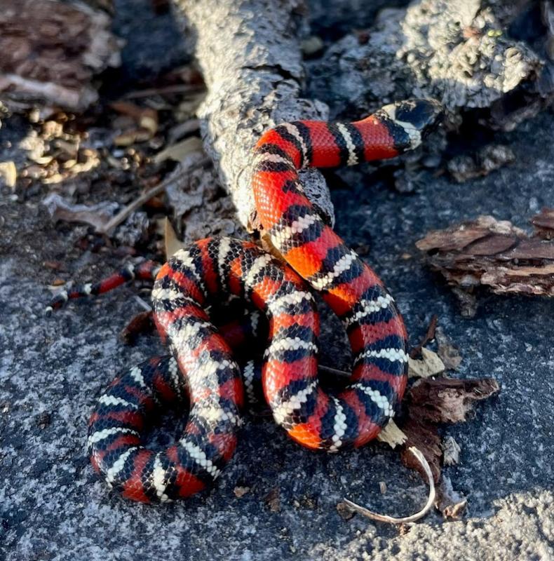 San Diego Mountain Kingsnake (Lampropeltis zonata pulchra)