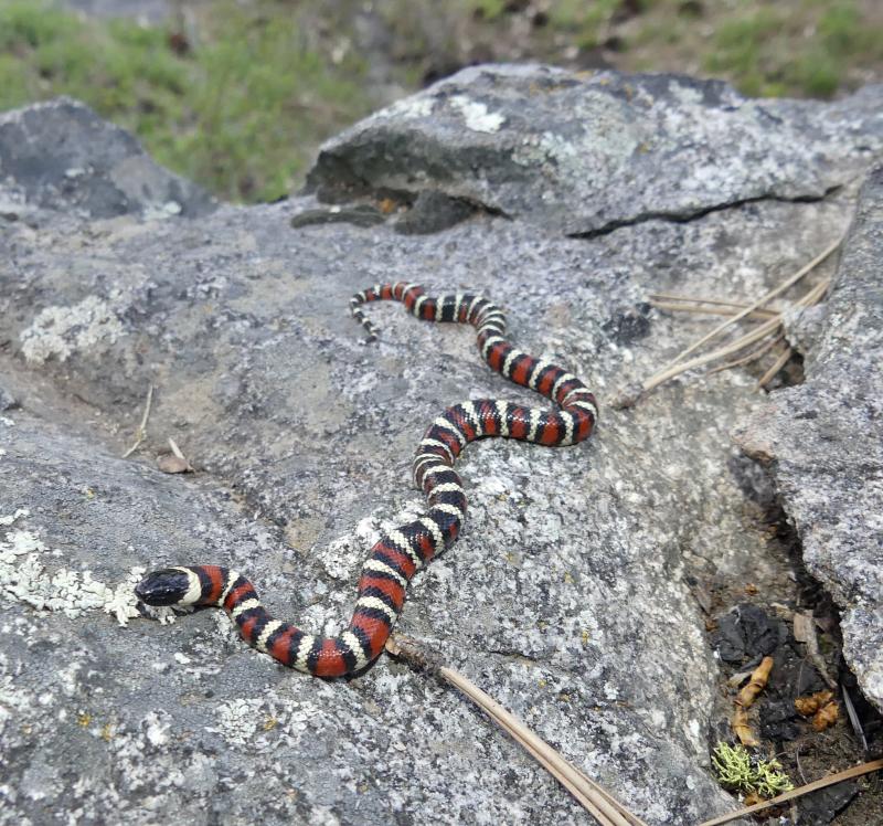 San Diego Mountain Kingsnake (Lampropeltis zonata pulchra)