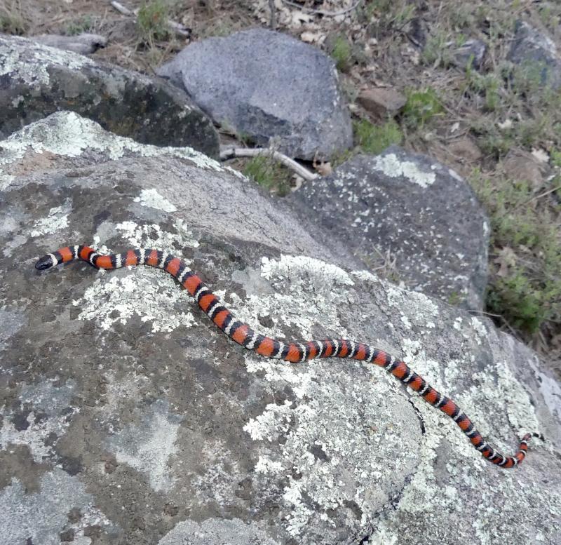 San Diego Mountain Kingsnake (Lampropeltis zonata pulchra)