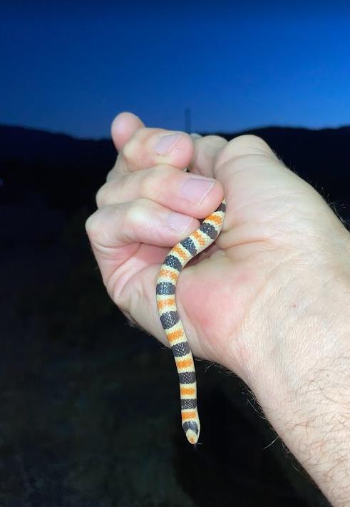 Colorado Desert Shovel-nosed Snake (Chionactis occipitalis annulata)