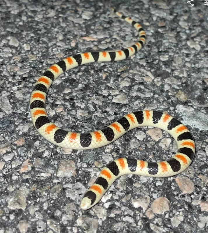 Colorado Desert Shovel-nosed Snake (Chionactis occipitalis annulata)