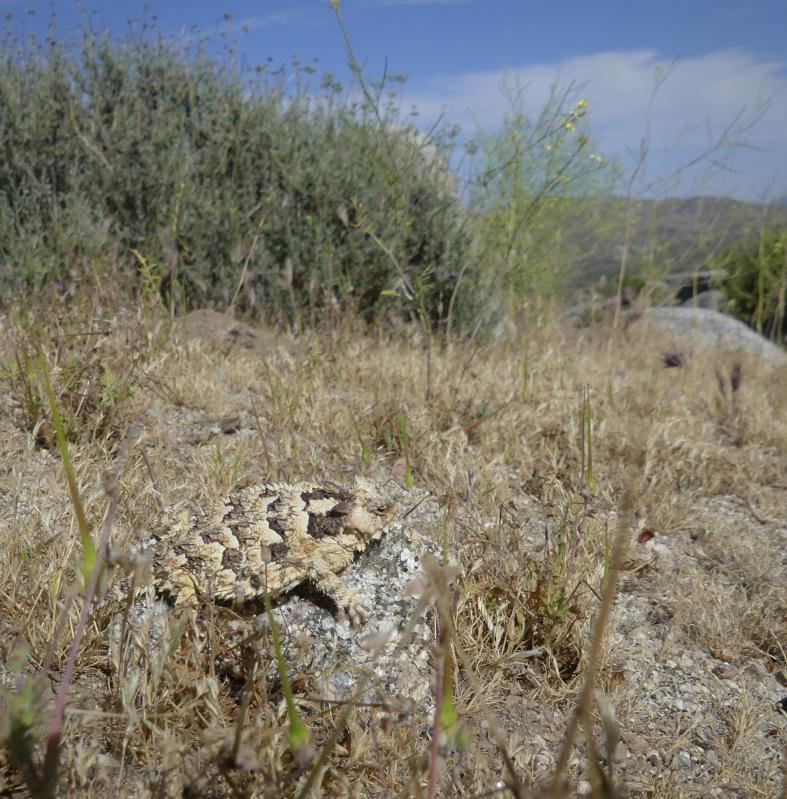 Blainville's Horned Lizard (Phrynosoma blainvillii)