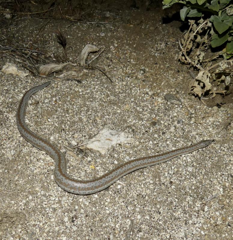 Coastal Rosy Boa (Lichanura trivirgata roseofusca)