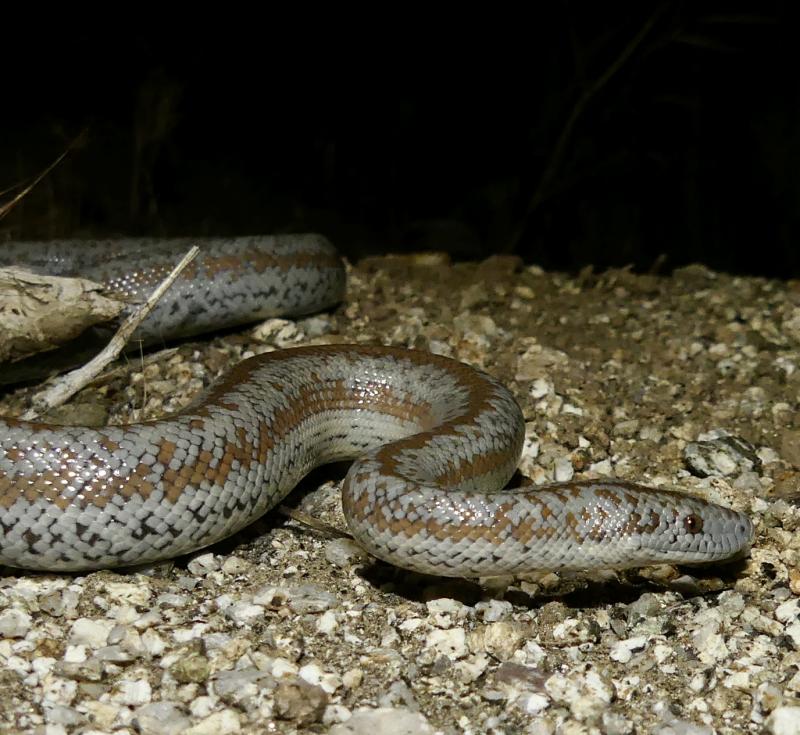 Coastal Rosy Boa (Lichanura trivirgata roseofusca)