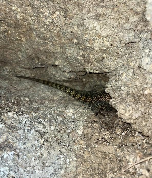 Granite Spiny Lizard (Sceloporus orcutti)