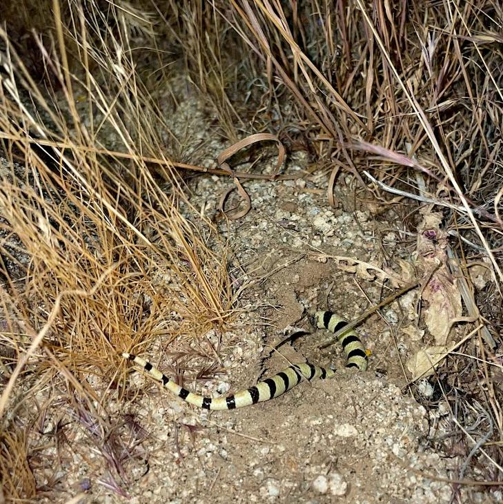 Colorado Desert Shovel-nosed Snake (Chionactis occipitalis annulata)