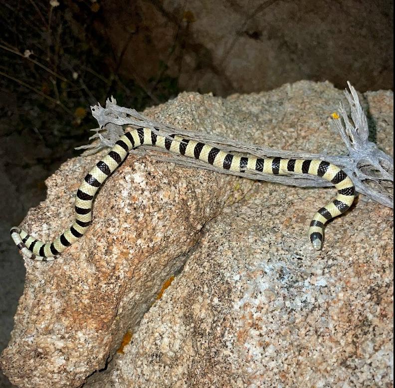 Colorado Desert Shovel-nosed Snake (Chionactis occipitalis annulata)