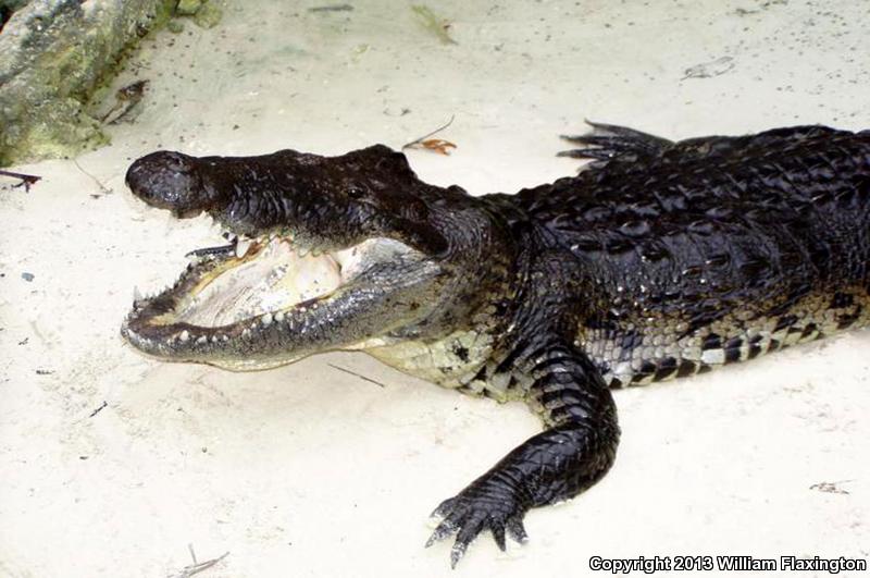 American Crocodile (Crocodylus acutus)