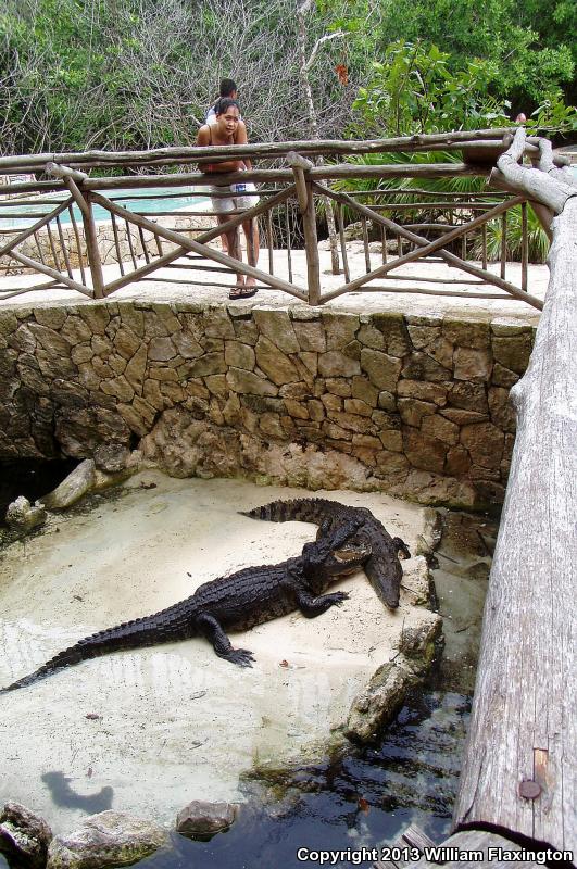 American Crocodile (Crocodylus acutus)