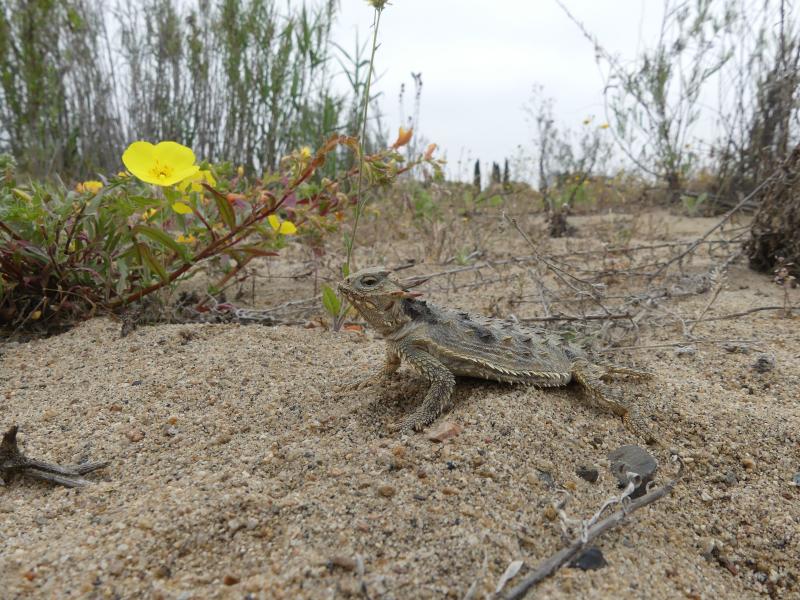 Blainville's Horned Lizard (Phrynosoma blainvillii)