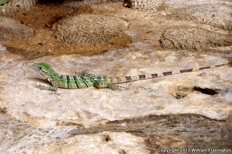 Gray's Spiny-tailed Iguana (Ctenosaura similis)