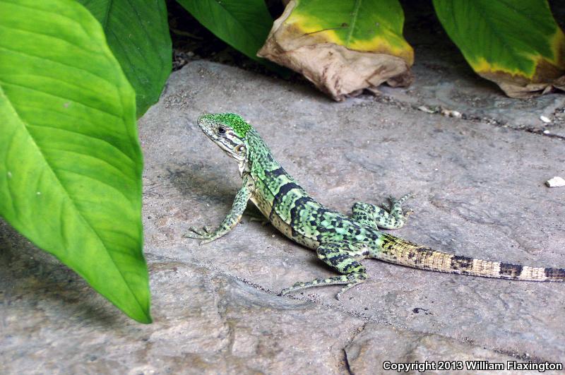 Gray's Spiny-tailed Iguana (Ctenosaura similis)