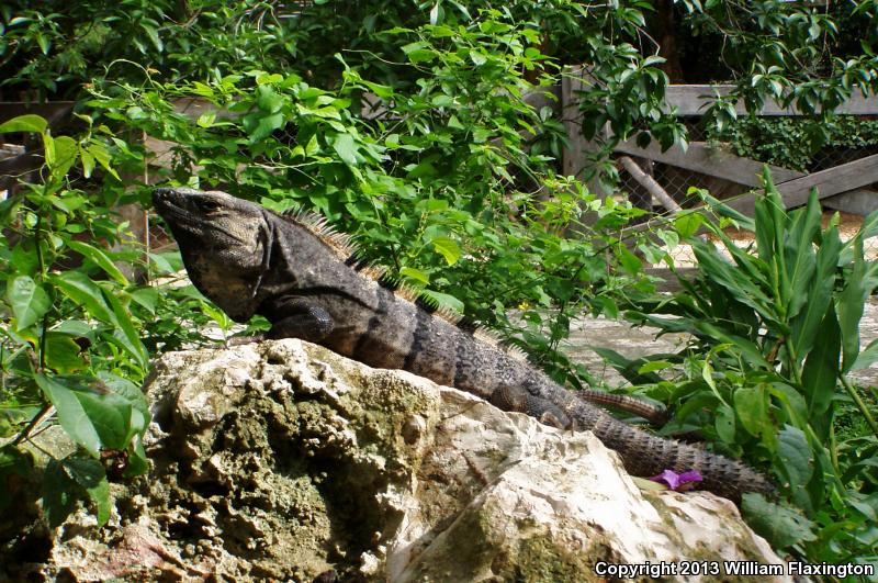 Gray's Spiny-tailed Iguana (Ctenosaura similis)