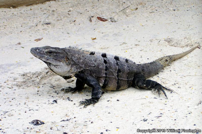 Gray's Spiny-tailed Iguana (Ctenosaura similis)