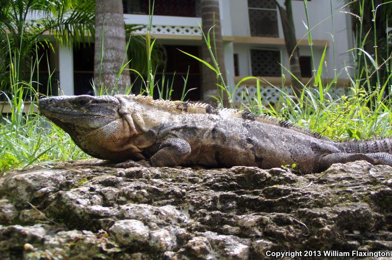 Gray's Spiny-tailed Iguana (Ctenosaura similis)