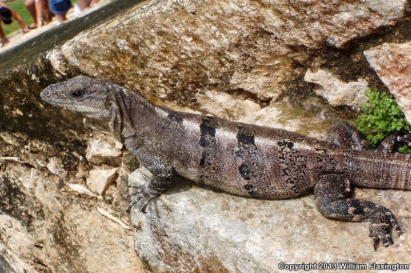 Gray's Spiny-tailed Iguana (Ctenosaura similis)