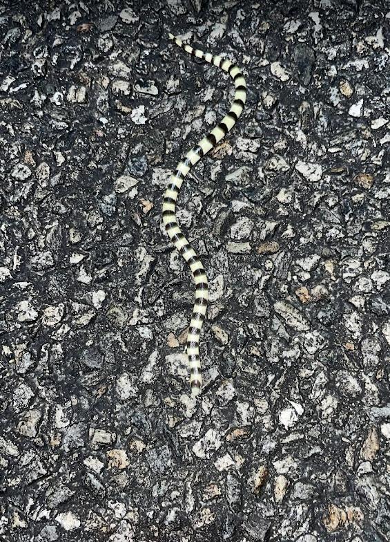 Colorado Desert Shovel-nosed Snake (Chionactis occipitalis annulata)