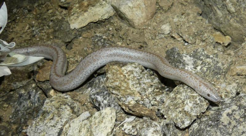 Coastal Rosy Boa (Lichanura trivirgata roseofusca)