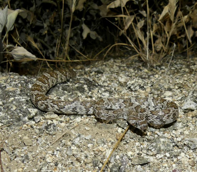 Baja California Lyresnake (Trimorphodon biscutatus lyrophanes)