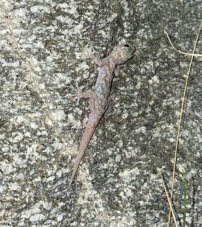 Peninsula Leaf-toed Gecko (Phyllodactylus nocticolus nocticolus)