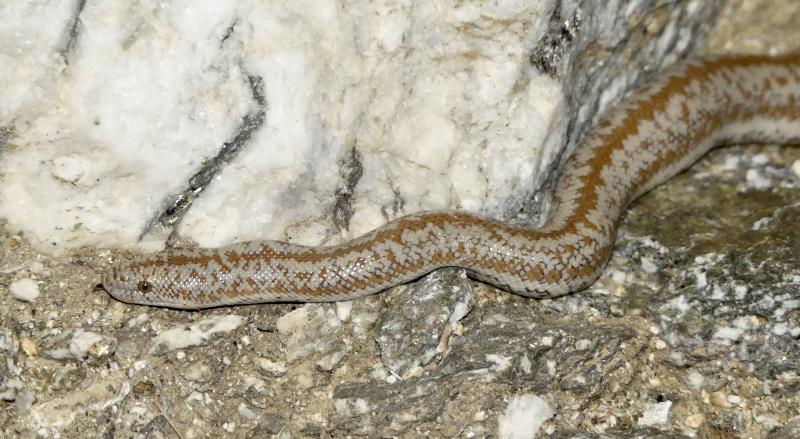 Coastal Rosy Boa (Lichanura trivirgata roseofusca)