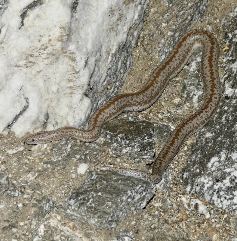 Coastal Rosy Boa (Lichanura trivirgata roseofusca)