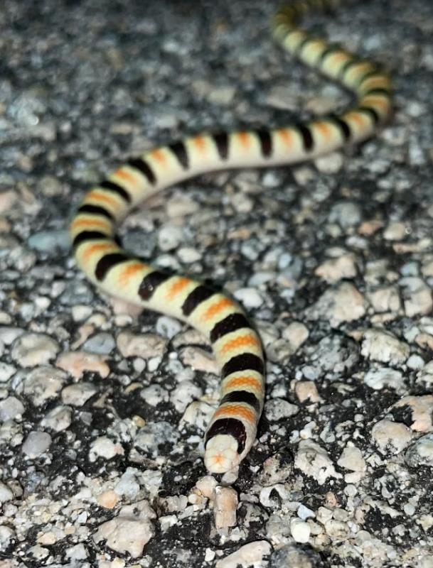 Colorado Desert Shovel-nosed Snake (Chionactis occipitalis annulata)