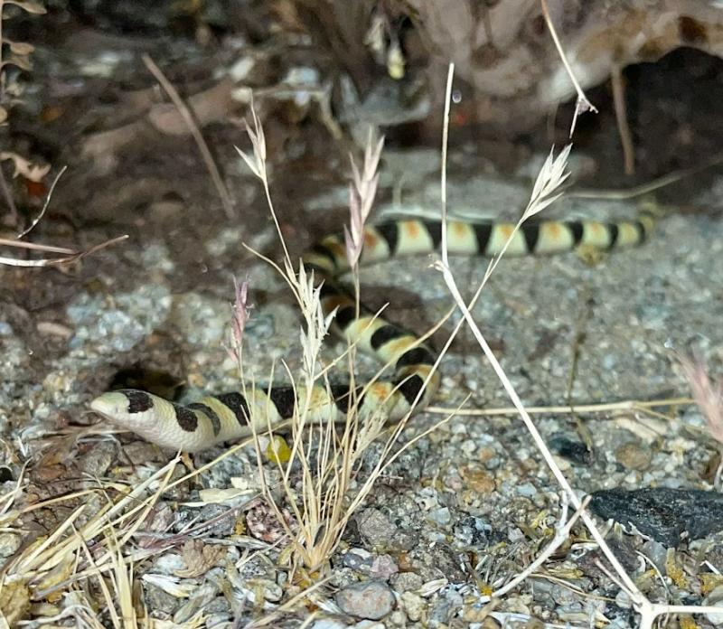 Colorado Desert Shovel-nosed Snake (Chionactis occipitalis annulata)