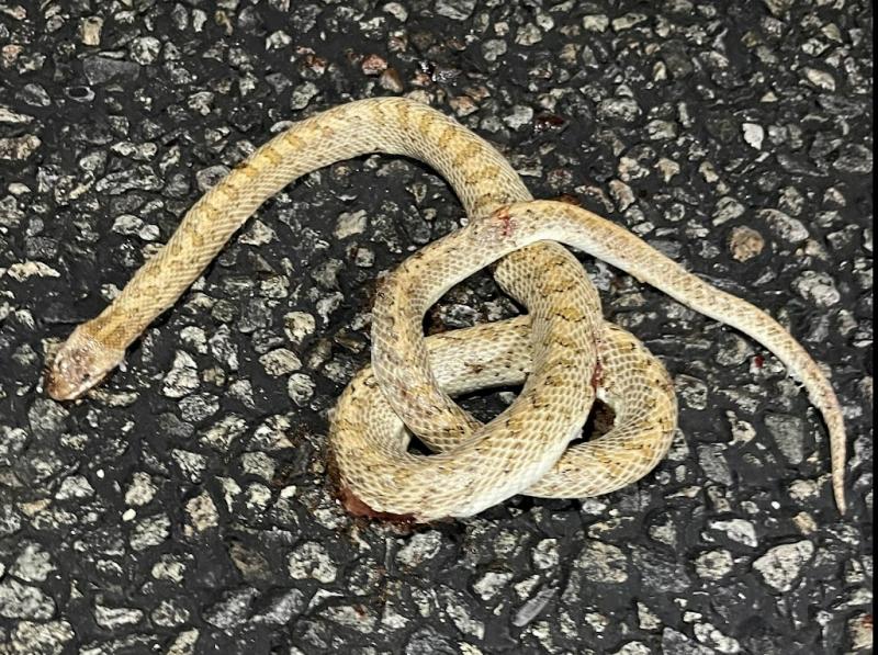 Desert Glossy Snake (Arizona elegans eburnata)