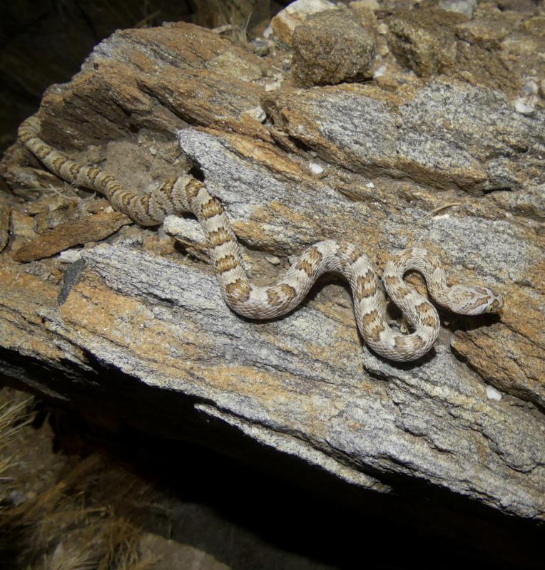 Baja California Lyresnake (Trimorphodon biscutatus lyrophanes)