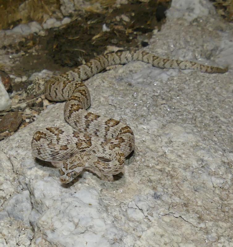 Baja California Lyresnake (Trimorphodon biscutatus lyrophanes)