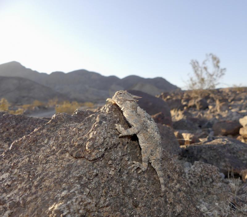 Southern Desert Horned Lizard (Phrynosoma platyrhinos calidiarum)