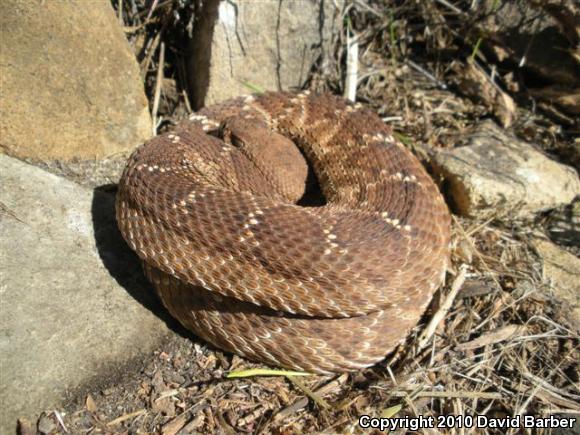 Red Diamond Rattlesnake (Crotalus ruber)