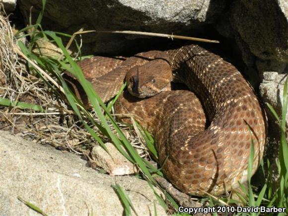 Red Diamond Rattlesnake (Crotalus ruber)