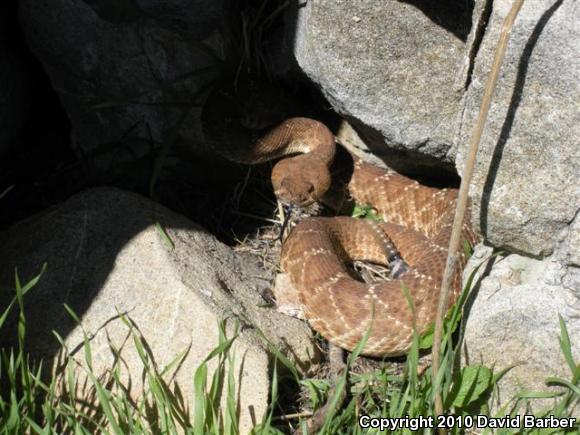 Red Diamond Rattlesnake (Crotalus ruber)