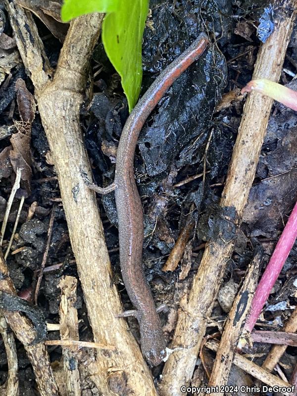 Garden Slender Salamander (Batrachoseps major major)