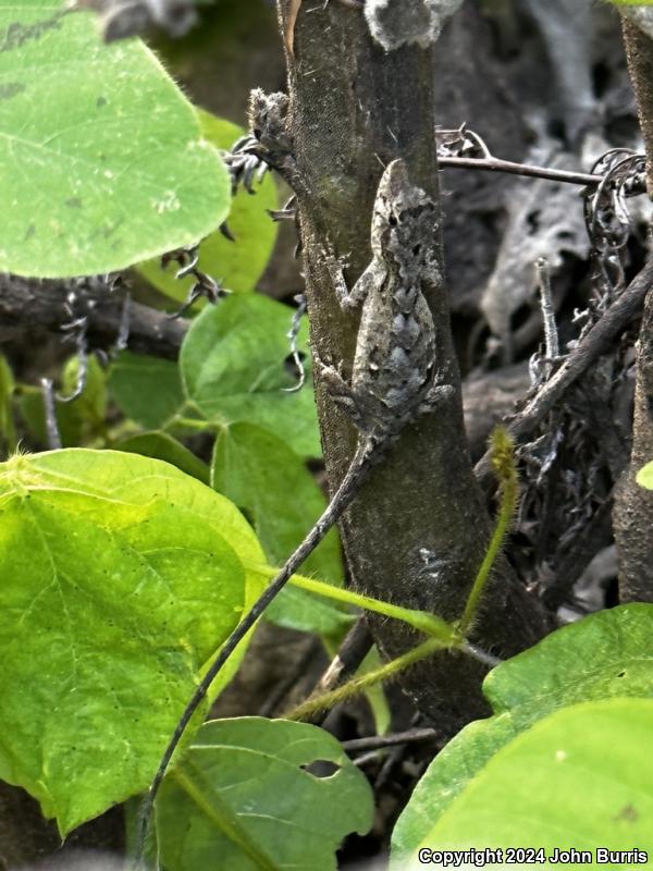 Clouded Anole (Anolis nebulosus)