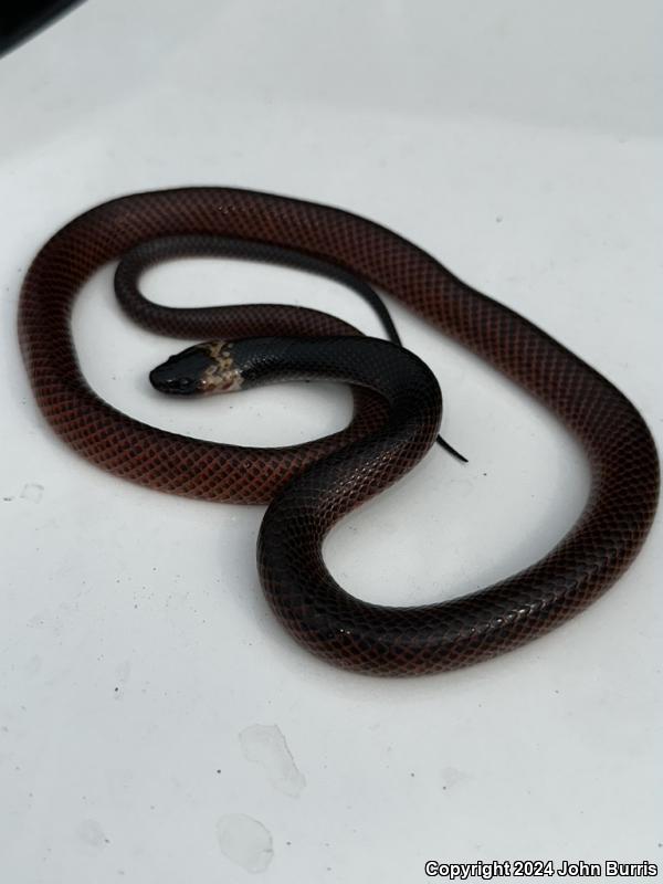 Mexican Snake Eater (Clelia scytalina)