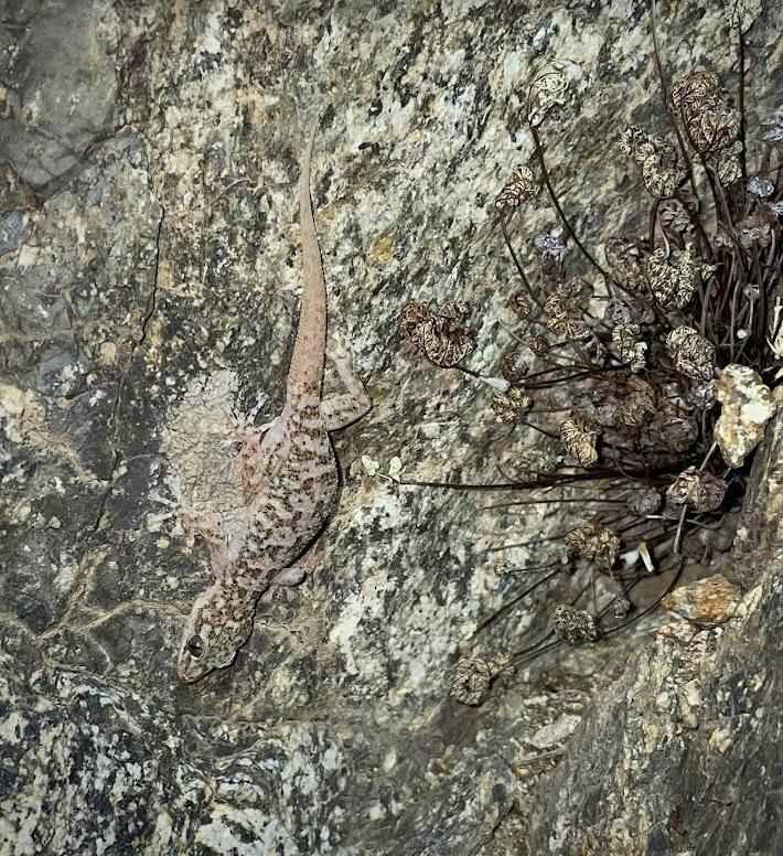 Peninsula Leaf-toed Gecko (Phyllodactylus nocticolus nocticolus)